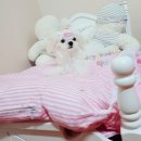 럭키켄넬 이미지