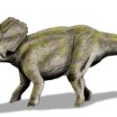D00871 | 에오트리케라톱스 크세린술라시스 (Eotriceratops xerinsularis)