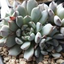 정남농장 이미지