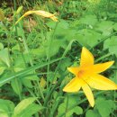 약초이야기 이미지