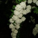 들꽃하우스 이미지