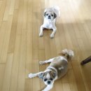 쿨쿨펫 | 구미 애견호텔 쿨쿨펫 추천