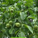 동백 죽전대로4-1 이미지