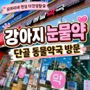 우리들동물약국 | 강아지 눈물약 추천🐶 오산 동물약국 내돈내산 후기