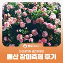갈티못 | [블로그 기자] 멋진 장미와 공연의 향연, 울산 장미축제 야간 후기