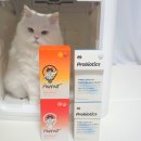 닥터로나 | 고양이유산균 닥터펠리스 프로바이오틱스 노묘유산균 급여후기