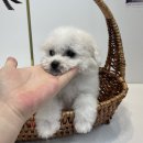 야옹아 멍멍해봐 동탄하나로점 | 동탄강아지분양 ) 미니 비숑 곤듀님