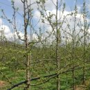 새천년농원 이미지