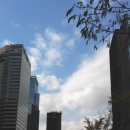 서울참새 이미지