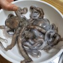 서해박속낙지전문점 네이버블로그