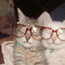 잔비어 네이버블로그