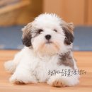 앨리스in동물병원 | 청주 복대동 동물병원 4개월 초소형 미성숙 강아지 앞다리 골절 (요골) 교정 수술 후기