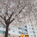 이마트24 아산순천향학사점 | 충청도 벚꽃투어(공주동학사 계룡산벚꽃축제,아산순천향대학교,천안원성천벚꽃길)