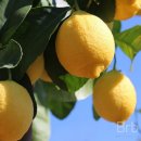 레몬 이미지