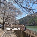 유정테크 | 정관 현지인 추천 / 부산 기장 벚꽃명소 / 병산 저수지 개화 현황 (25.4.6. 기준) 주차장 팁, 근처 맛집...