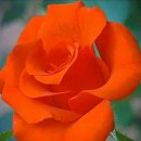 📣허리 아프신 분들🍒 100년 허리 유지법 🍒 이미지