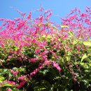 산호 덩굴(Coral Vine, Antigonon leptopus) - 꿀벌들의 축제 향연을.. 이미지