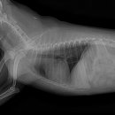 이솜동물병원 이미지