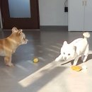 DOG 깨비 이미지