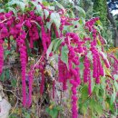 맨드라미농장 이미지