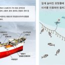 연승참치