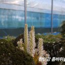 &#34;한탄강 좀바위솔&#34; 이야기!!! 이미지