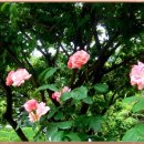 자라는나무 이미지