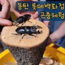 장수스토어 | 동탄 롯데백화점 여주곤충박물관 팝업스토어 방문 후기｜아이와 함께 특별한 곤충 체험