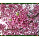 봄의향연 벗꽃 향기가 가득한 꽃 동영상 샛별과등대 이미지
