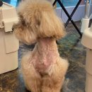 살롱드삐삐 이미지