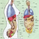 인체장기 위치도 이미지