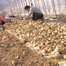 최순호농장 이미지