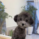 땡글하개 이미지