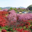 꽃동산 이미지