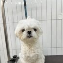 털이몽땅 이미지