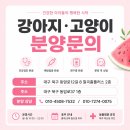 눈, 여기다 | 경산강아지분양 보자마자 여기다 싶었던 후기