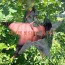 동영농장 이미지