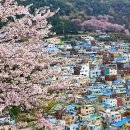 체리블러썸 이미지