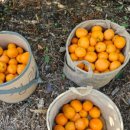 제주이모네 이미지