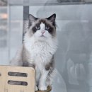 펫엔글라이더본점 이미지