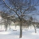 유기택「나무」 이미지