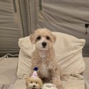 멍블랑과자점 이미지