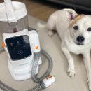 미용하는강아지 이미지