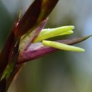 GreenFlower