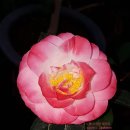 멍데이즈 이미지