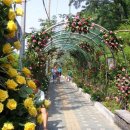 장미의거리4 이미지