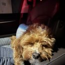 티스테이션 단계점 이미지