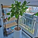 동광양꽃판매장 이미지