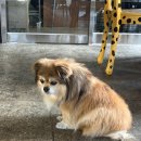 권선동 1156 네이버블로그