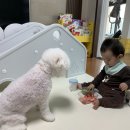 교촌치킨신천 네이버블로그